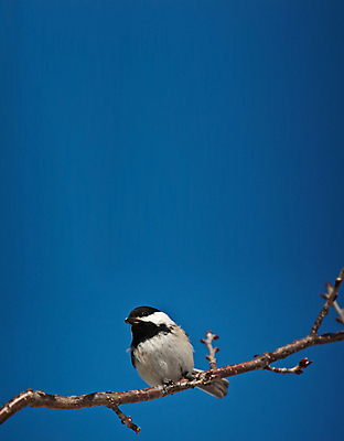 포토 JPG 해외이미지 야생동물 캐나다 겨울 자연 조류 씨앗 사람없음 야외 가로 컬러풀 사진촬영 나뭇가지 먹기 해외포토 나무 식물 동물 계절 컬러 북아메리카 모션 촬영 생태계 파일형식 이미지허브