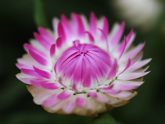 포토 JPG 해외이미지 식물 계절 꽃잎 꽃 분홍색 백그라운드 꽃무늬 자연 사람없음 장식 뷰티 정원 봄 벚꽃 개화 그늘 데이지 고립 해외포토 컬러 무늬 생태계 파일형식 이미지허브