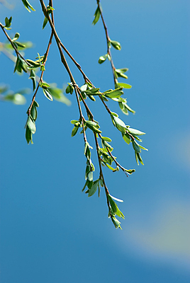 포토 JPG 해외이미지 나무 식물 꽃 백그라운드 잎 자연 하늘 새로움 사람없음 초록색 파란색 빛 햇빛 태양 봄 성장 나뭇가지 신선 시간 개화 닫기 묘사 질감 자작나무 리빙 정맥 내추럴 광합성 해외포토 자연요소 계절 컬러 컨셉 모션 생태계 혈관 파일형식 이미지허브