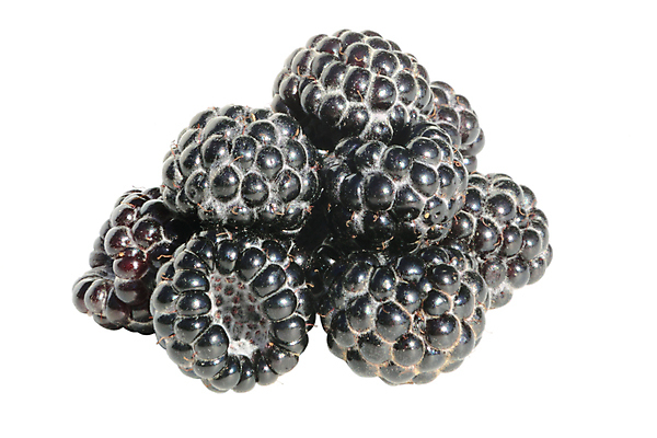 포토 JPG 해외이미지 열매 음식 백그라운드 농업 다이어트 과일 디저트 건강 사람없음 여름 컬러풀 정원 검은색 모임 신선 그룹 달콤 맛 먹기 유기농 원예 산딸기 비타민 블랙베리 내추럴 고립 숙성 식욕 식용 원예사 특별함 맛있는 해외포토 식물 직업 웰빙 계절 산업 컬러 컨셉 모션 취미 영양소 파일형식 이미지허브