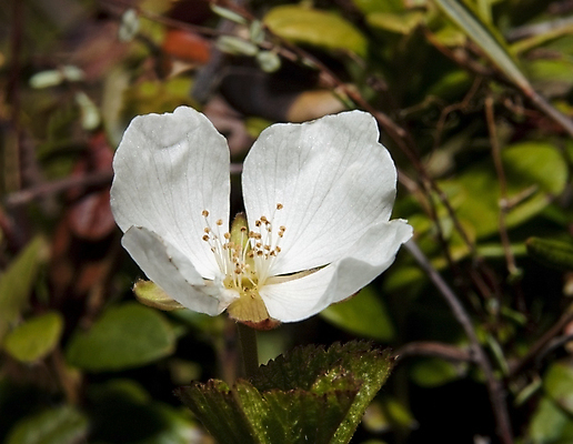 포토 JPG 해외이미지 식물 열매 꽃잎 꽃 음식 자연 사람없음 초록색 뷰티 봄 흰색 투명 계획 큼 날것 북쪽 해외포토 계절 컬러 컨셉 크기 방향 생태계 파일형식 이미지허브