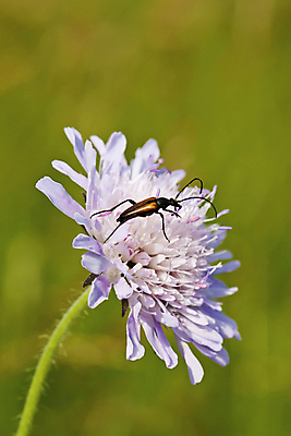 포토 JPG 해외이미지 식물 동물 꽃 야생동물 곤충 백그라운드 잎 자연 생물 사람없음 벚꽃 해충 벌레 딱정벌레 묘사 해외포토 생태계 파일형식 이미지허브