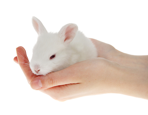 포토 JPG 해외이미지 동물 1 손 응시 행복 포유류 포옹 자연 부활절 주택 털 관리 사랑 사람 앉기 사람없음 친구 반려동물 뷰티 농장 봄 흰색 아기 신생아 토끼 달콤 강아지 작음 모피 만족 싱글 귀 솜털 돌봄 해외포토 시선 계절 기념일 감정 컬러 농업 관계 안기 모션 건물 신체부위 개 맛 크기 생태계 파일형식 이미지허브