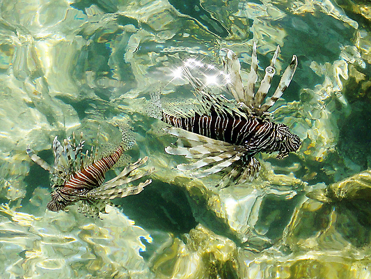 포토 JPG 해외이미지 야생동물 바다 자연 이집트 어류 사람없음 물 해외포토 자연요소 동물 아프리카 수중동물 생태계 파일형식 이미지허브