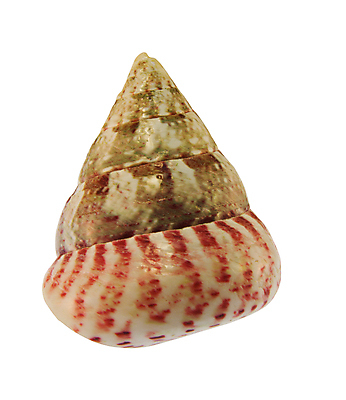 포토 JPG 해외이미지 길 바다 자연 휴가 조개 나선형 사람없음 빨간색 여름 컬러풀 갈색 소용돌이 껍질 흰색 매끈함 자르기 수집 기념품 고립 울퉁불퉁 디테일 해외포토 계절 컬러 무늬 모션 어패류 회오리 감각 오브젝트 생태계 파일형식 이미지허브