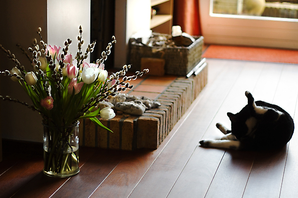 포토 JPG 해외이미지 라이프스타일 꽃 꽃다발 가구 건축양식 불 휴식 실내 따뜻함 사람없음 장식 가로 빛 갈색 꽃병 고양이 방 튤립 흰색 오픈 장작 벽난로 리빙 파케트 해외포토 자연요소 식물 건축 컬러 생활용품 컨셉 포유류 내부 생활 반려동물 파일형식 이미지허브