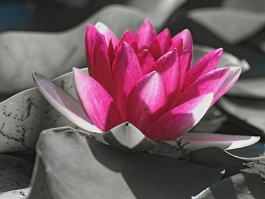 포토 JPG 해외이미지 공원 꽃 호수 선 잎 자연 휴식 사람없음 빨간색 물 정원 검은색 봄 벚꽃 연못 해외포토 자연요소 식물 계절 공공시설 컬러 컨셉 생태계 파일형식 이미지허브