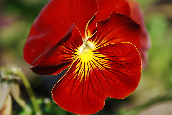 포토 JPG 해외이미지 식물 꽃잎 꽃 줄기 백그라운드 잎 꽃무늬 자연 사람없음 빨간색 초록색 노란색 머리 정원 닫기 제비꽃 해외포토 컬러 무늬 모션 신체부위 생태계 파일형식 이미지허브