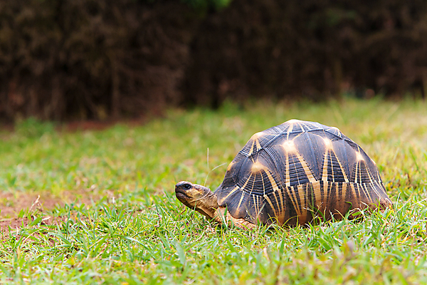 포토 JPG 해외이미지 동물 파충류 모션 초식동물 건조 사람없음 사막 껍질 거북이 지루함 눈금 멀리 느림 남쪽 게으름 기어가기 고집 등딱지 마다가스카르 이국적 인내 해외포토 감정 컨셉 방향 파일형식 이미지허브