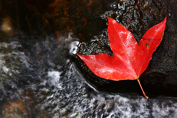 포토 JPG 해외이미지 나무 식물 디자인 계절 공원 백그라운드 단풍 잎 패턴 태국 자연 하늘 풍경 사람없음 야외 장식 빨간색 물 파란색 컬러풀 햇빛 뷰티 갈색 일본 맑음 중국 어둠 젖음 가을 나뭇가지 변화 고급 숲 11월 질감 장면 10월 내추럴 해외포토 자연요소 공공시설 아시아 컬러 컨셉 무늬 날씨 태양 날짜 생태계 파일형식 이미지허브