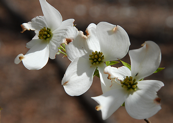 포토 JPG 해외이미지 나무 꽃잎 꽃 꽃무늬 자연 사람없음 초록색 봄 성장 벚꽃 흰색 나뭇가지 개화 해외포토 식물 계절 컬러 무늬 생태계 파일형식 이미지허브