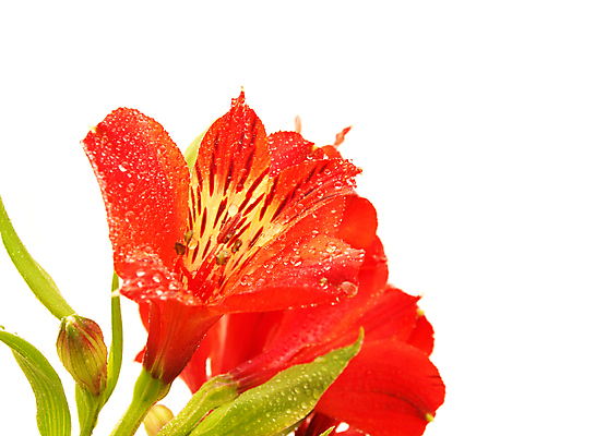 포토 JPG 해외이미지 식물 꽃잎 꽃 백그라운드 꽃무늬 오렌지 자연 사람없음 뷰티 봄 벚꽃 흰색 신선 백합 꽃집 페루 해외포토 계절 컬러 무늬 과일 상점 남아메리카 생태계 파일형식 이미지허브