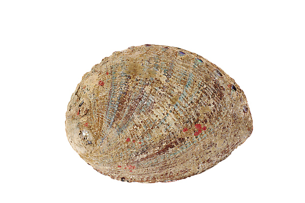 포토 JPG 해외이미지 동물 호수 야생동물 바다 섬 자연 날씨 조개 생물 주택 선물 미술 취미 사람없음 갈색 수중 껍질 흰색 서핑 소라 해산물 오브젝트 준비 다이빙 보물 고립 이국적 해외포토 컬러 문화예술 어패류 건물 수영 수상스포츠 생태계 수중스포츠 파일형식 이미지허브