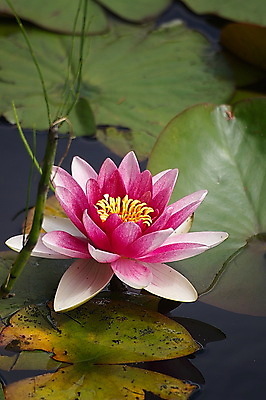 포토 JPG 해외이미지 식물 계절 꽃잎 꽃 호수 분홍색 잎 꽃무늬 자연 사람없음 야외 초록색 물 뷰티 정원 침묵 벚꽃 연못 우아함 명상 싱글 내추럴 이국적 해외포토 자연요소 컬러 컨셉 무늬 소리 생태계 파일형식 이미지허브