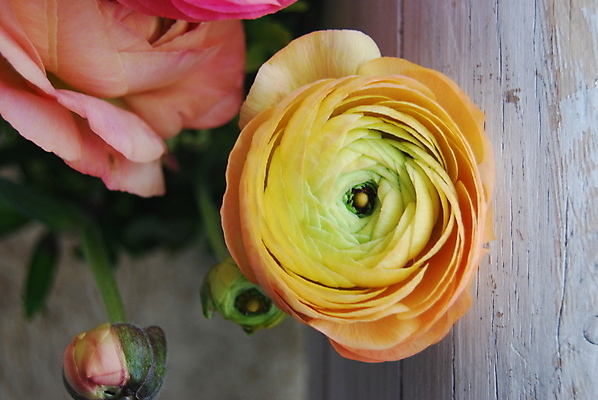 포토 JPG 해외이미지 식물 꽃 자연 사람없음 정원 낭만 벚꽃 개화 닫기 원예 내추럴 강렬 원예사 해외포토 직업 컨셉 모션 취미 생태계 파일형식 이미지허브