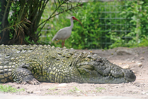 포토 JPG 해외이미지 식물 동물 야생동물 파충류 자연 조류 동물원 미소 사람없음 갈색 치아 위험 육식동물 먼지 악어 플로리다 해외포토 컬러 컨셉 표정 미국 소화기관 생태계 파일형식 이미지허브
