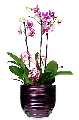 포토 JPG 해외이미지 화분 줄기 잎 실내 사람없음 장식 꽃봉오리 흰배경 호접란 해외포토 식물 꽃 백그라운드 내부 흰색 파일형식 이미지허브