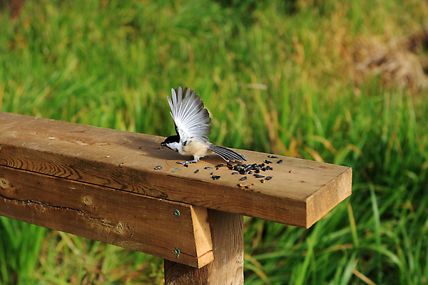 포토 JPG 해외이미지 나무 동물 손 공원 야생동물 음식 캐나다 겨울 날개 자연 조류 씨앗 앉기 사람없음 야외 검은색 추위 흰색 나뭇가지 관찰 숲 작음 먹기 깃털 부리 수유 해외포토 식물 계절 공공시설 컬러 북아메리카 모션 신체부위 크기 생태계 파일형식 이미지허브