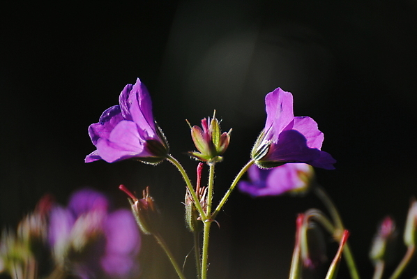 포토 JPG 해외이미지 식물 꽃 사람없음 해외포토 파일형식 이미지허브