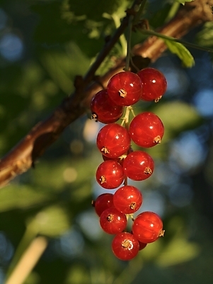 포토 JPG 해외이미지 식물 열매 음식 백그라운드 잎 농업 다이어트 과일 자연 디저트 건강 사람없음 야외 빨간색 초록색 농작물 식사 저녁식사 주스 수확 성장 나뭇가지 시골 신선 달콤 맛 다발 먹기 묘사 내추럴 건포도 숙성 맛있는 해외포토 나무 산업 음료 컬러 컨셉 모션 포도 생태계 건과일 파일형식 이미지허브