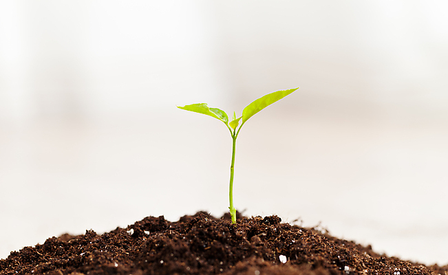 포토 JPG 해외이미지 식물 백그라운드 잎 새로움 사람없음 초록색 흙 성장 냄비 원예 설정 해외포토 컬러 컨셉 취미 솥 파일형식 이미지허브