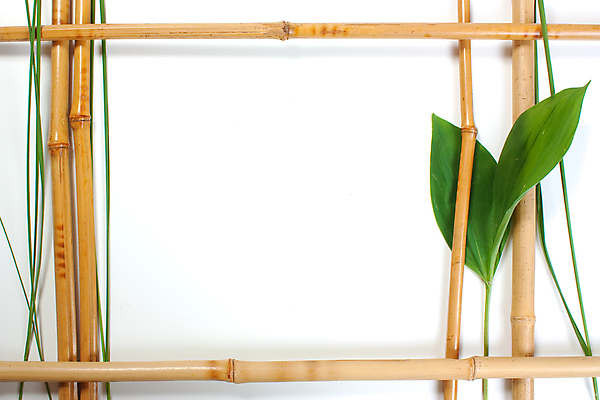 포토 JPG 해외이미지 식물 접시 백그라운드 잎 간판 프레임 사람없음 흰색 이름표 대나무 그림 인덱스 고립 명패 해외포토 나무 식기 컬러 파일형식 이미지허브