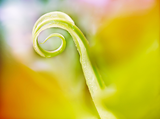 포토 JPG 해외이미지 식물 계절 줄기 백그라운드 잎 밭 자연 날씨 추상 풍경 잔디 초원 사람없음 야외 초록색 여름 컬러풀 햇빛 태양 평화 환경 정원 화목 침묵 봄 활발 성장 신선 소프트포커스 순수 생물학 내추럴 광합성 생태학 카피스페이스 해외포토 자연요소 교육 컬러 컨셉 무늬 농업 촬영기법 소리 공백 생태계 파일형식 이미지허브