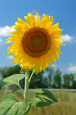 포토 JPG 해외이미지 주간 꽃밭 해바라기 사람없음 야외 아웃포커스 해외포토 자연요소 꽃 촬영기법 파일형식 이미지허브