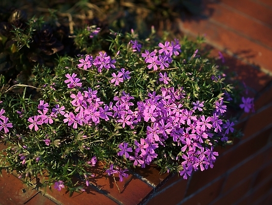 포토 JPG 해외이미지 식물 계절 꽃 벽 백그라운드 자연 벽돌 사람없음 야외 초록색 정원 보라색 봄 미니어처 제비꽃 원예 해외포토 컬러 취미 모형 생태계 파일형식 이미지허브