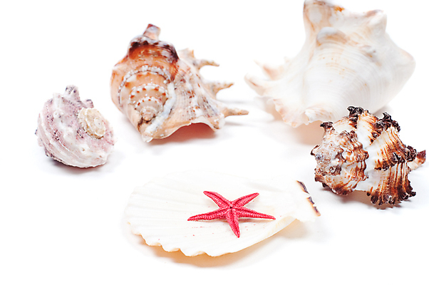 포토 JPG 해외이미지 불가사리 사람없음 스파 껍질 조개껍데기 흰배경 상쾌 아로마 아로마테라피 테라피 해외포토 감정 백그라운드 조개 극피동물 뷰티 흰색 파일형식 이미지허브