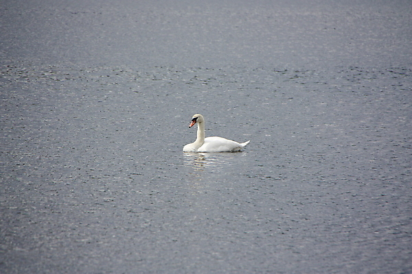 포토 JPG 해외이미지 동물 물결 파도 자연 조류 풍경 사람없음 물 머리 평화 화목 흰색 신선 깃털 부리 장면 계산서 해외포토 자연요소 바다 컬러 컨셉 신체부위 생태계 파일형식 이미지허브
