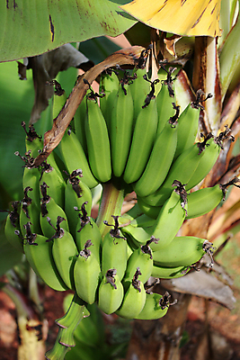 포토 JPG 해외이미지 농업 과일 자연 열대 바나나 사람없음 초록색 신선 다발 밭일 숙성 많음 해외포토 산업 컬러 컨셉 생태계 파일형식 이미지허브