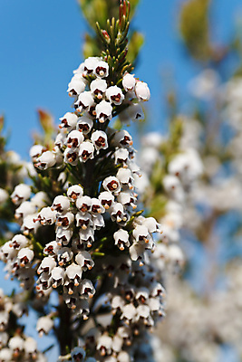 포토 JPG 해외이미지 식물 계절 꽃 분홍색 잎 밭 자연 사람없음 장식 초록색 빛 컬러풀 뷰티 정원 봄 활발 들꽃 벚꽃 흰색 침대 신선 개화 작음 지중해 묘사 해외포토 바다 컬러 가구 컨셉 농업 크기 생태계 파일형식 이미지허브