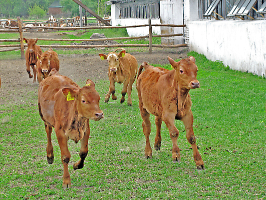 포토 JPG 해외이미지 동물 행복 농업 포유류 자연 사람없음 달리기 농장 갈색 마을 목장 소고기 우유 시골 소 볏짚 주식 방목 유기농 황소 생물학 귀 밀짚 송아지 동물상 밭일 반추동물 목가 해외포토 웰빙 교육 감정 산업 새끼 컬러 모션 유제품 육류 신체부위 금융 조형물 짚 축산업 생태계 파일형식 이미지허브