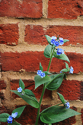 포토 JPG 해외이미지 백그라운드 벽돌 사람없음 초록색 파란색 해외포토 컬러 파일형식 이미지허브