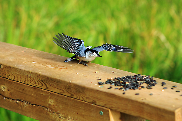 포토 JPG 해외이미지 나무 동물 공원 야생동물 캐나다 날개 자연 조류 씨앗 앉기 사람없음 야외 옆모습 검은색 회색 흰색 나뭇가지 관찰 닫기 잡지 숲 작음 깃털 묘사 부리 나무껍질 동물상 앨버타 해외포토 식물 공공시설 뷰포인트 컬러 북아메리카 모션 간행물 조형물 껍질 크기 생태계 파일형식 이미지허브