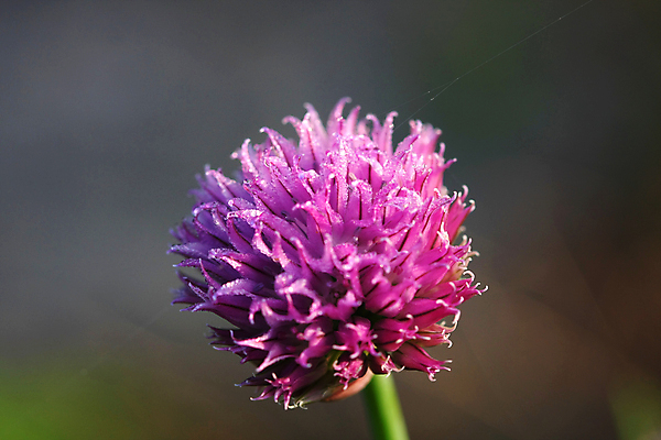 포토 JPG 해외이미지 식물 접시 꽃 음식 백그라운드 잎 다이어트 채소 재료 자연 건강 요리 사람없음 초록색 주방 식당 정원 식사 저녁식사 샐러드 흰색 신선 양념 맛 다발 먹기 허브 향신료 유기농 원예 향 성분 내추럴 점심식사 고립 채식주의자 맛있는 해외포토 식기 웰빙 컬러 컨셉 모션 취미 상점 생태계 채식 향미료 파일형식 이미지허브