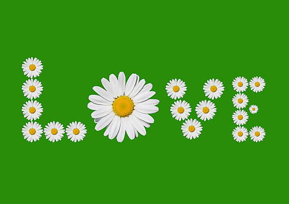 포토 JPG 해외이미지 꽃 자연 사랑 사람없음 초록색 환경 벚꽃 데이지 생태학 해외포토 식물 교육 감정 컬러 생태계 파일형식 이미지허브