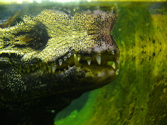 포토 JPG 해외이미지 동물 파충류 생물 실내 양서류 사람없음 옆모습 반려동물 위험 가죽 슛 육식동물 악어 고립 해외포토 뷰포인트 컨셉 내부 파일형식 이미지허브