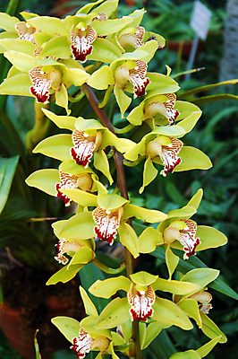 포토 JPG 해외이미지 식물 계절 꽃잎 꽃 백그라운드 꽃무늬 자연 사람없음 장식 초록색 컬러풀 뷰티 정원 봄 벚꽃 개화 난초 그늘 원예 호접란 고립 해외포토 컬러 무늬 취미 생태계 파일형식 이미지허브