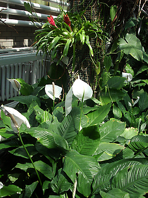 포토 JPG 해외이미지 식물 꽃잎 꽃 줄기 잎 크리스마스 꽃무늬 자연 사람없음 장식 빨간색 세로 초록색 여름 빛 뷰티 정원 봄 성장 벚꽃 흰색 꽃술 하트 신선 개화 닫기 선택 꽃가루 대각선 온실 이국적 취급주의 그리너리 완전 해외포토 모양 계절 기념일 선 컬러 컨셉 무늬 모션 경고 가루 생태계 파일형식 트랜드컬러 이미지허브