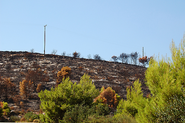 포토 JPG 해외이미지 나무 야생동물 섬 자연 불 사람없음 목재 초록색 환경 검은색 나뭇가지 소나무 숲 그리스 언덕 내추럴 생태학 재 재앙 화상 해외포토 자연요소 식물 동물 교육 유럽 컬러 재료 상처 생태계 파일형식 이미지허브