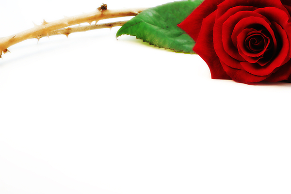 포토 JPG 해외이미지 식물 기념일 꽃잎 꽃 꽃다발 결혼 백그라운드 잎 꽃무늬 패턴 데이트 자연 휴가 발렌타인데이 선물 사랑 사람없음 장식 빨간색 초록색 뷰티 장미 낭만 흰색 하트 축하 인사 신선 자르기 심볼 싱글 열정 고립 땅바닥 특별함 해외포토 모양 감정 컬러 컨셉 무늬 모션 데이이벤트 바닥 이벤트 예절 생태계 파일형식 이미지허브