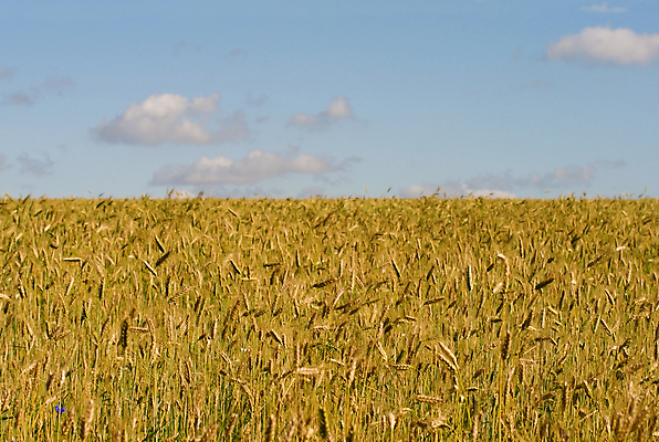 포토 JPG 해외이미지 식물 구름 빵 밭 자연 하늘 옥수수 씨앗 풍경 사람없음 여름 파란색 농작물 햇빛 태양 노란색 시골 신선 낟알 시리얼 밀 내추럴 호밀 수평선 해외포토 자연요소 계절 음식 컬러 농업 곡류 생태계 파일형식 이미지허브