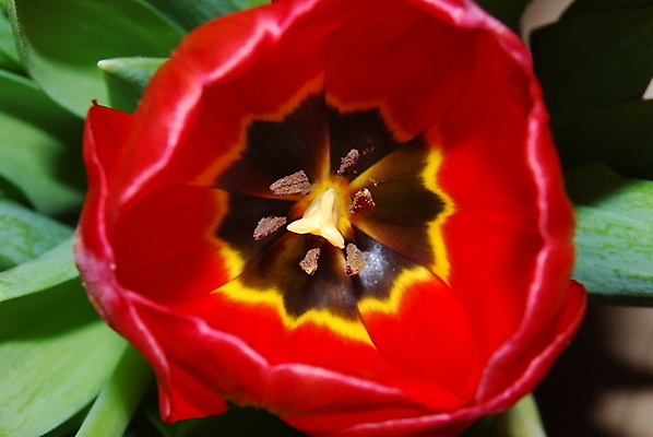 포토 JPG 해외이미지 꽃 사람없음 정원 봄 튤립 원예 원예사 해외포토 식물 직업 계절 취미 파일형식 이미지허브