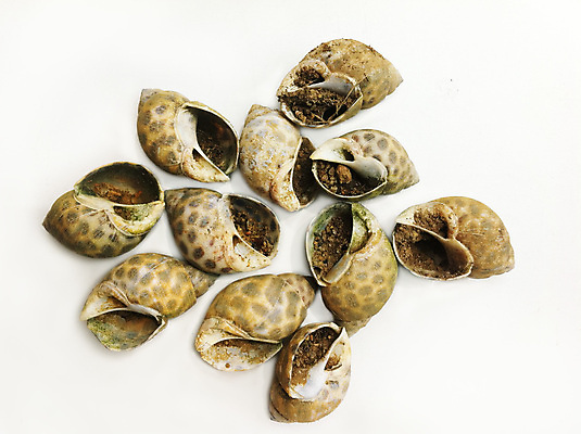 포토 JPG 해외이미지 패턴 함께함 나선형 사람없음 갈색 정원 흙 나사 가리킴 원형 모서리 닫기 구부린 먼지 첨탑 스파이크 감싸기 땅바닥 민달팽이 접기 충고 반복 해외포토 도형 컬러 컨셉 무늬 모션 바닥 손짓 탑 공구 파일형식 달팽이_동물 이미지허브