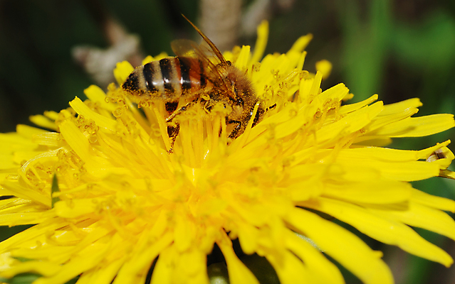 포토 JPG 해외이미지 주간 한마리 자연 근접촬영 사람없음 야외 아웃포커스 민들레 해외포토 자연요소 1 꽃 뷰포인트 촬영기법 생태계 파일형식 이미지허브