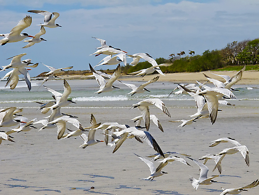 포토 JPG 해외이미지 동물 갈매기 조류 하늘 사람없음 야외 파란색 중앙아메리카 수유 코스타리카 해외포토 컬러 아메리카 파일형식 이미지허브