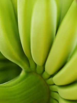 포토 JPG 해외이미지 음식 백그라운드 농업 다이어트 과일 바나나 건강 동양인 사람없음 노란색 그룹 달콤 다발 보따리 유기농 숙성 많음 해외포토 웰빙 산업 컬러 컨셉 인종 맛 파일형식 이미지허브