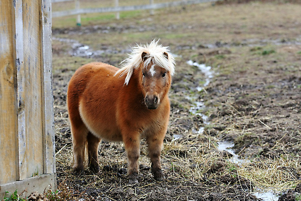 포토 JPG 해외이미지 동물 밭 포유류 자연 하늘 사람없음 야외 초록색 파란색 반려동물 농장 농경지 갈색 머리 검은색 가축 목장 미니어처 흰색 시골 작음 방목 꼬리 갈기 조랑말 당나귀 망아지 고립 굴레 미니 해외포토 새끼 컬러 농업 신체부위 모형 말_동물 축산업 크기 생태계 파일형식 이미지허브